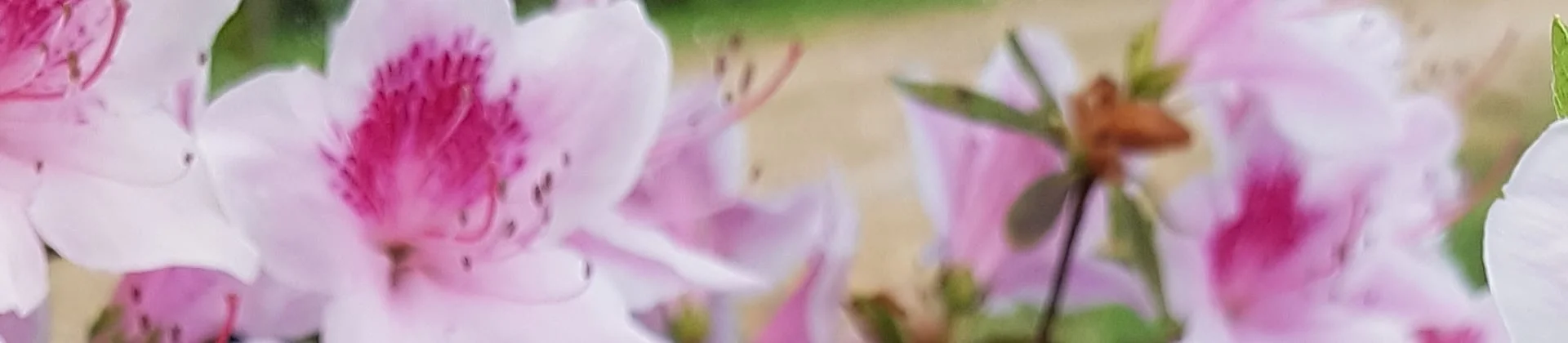 Boucles d'oreilles fantaisies